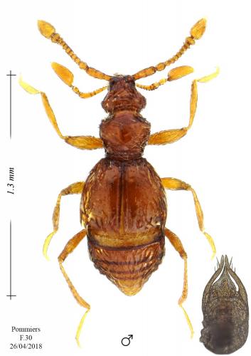 Réf. 204 188 : Tychobythinus lavagnei